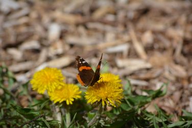 A butterfly on a flower.