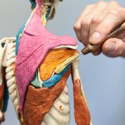 Clay anatomy model